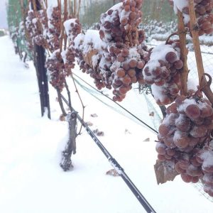 Rượu vang Henry of Pelham Riesling Icewine