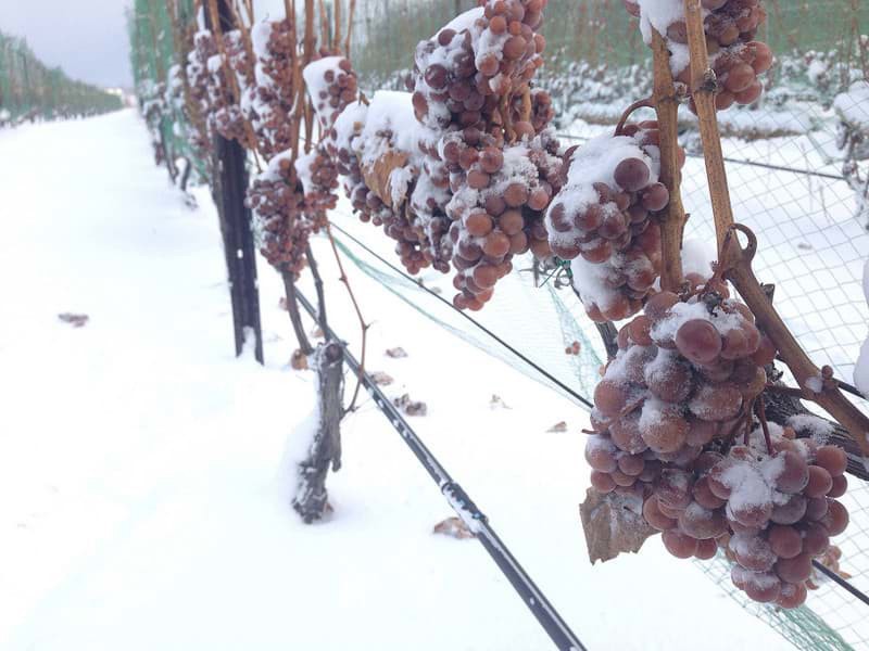 Rượu vang Henry of Pelham Riesling Icewine 2 Rượu vang Henry of Pelham Riesling Icewine