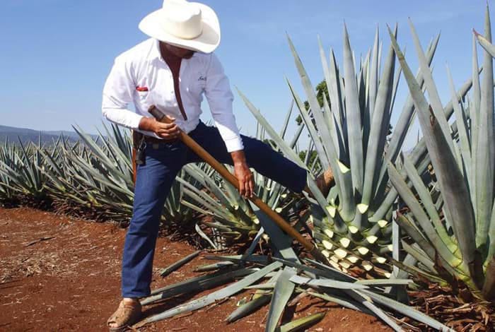 Tequila Jose Cuervo 2 Tequila Jose Cuervo